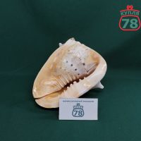 Ракушка раковина морская большая / 3357