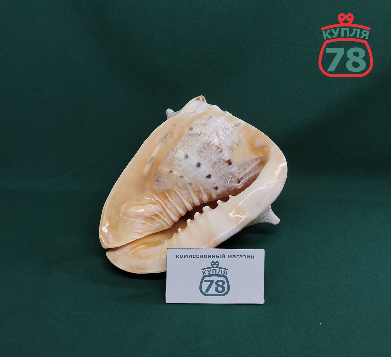 Ракушка раковина морская большая / 3357