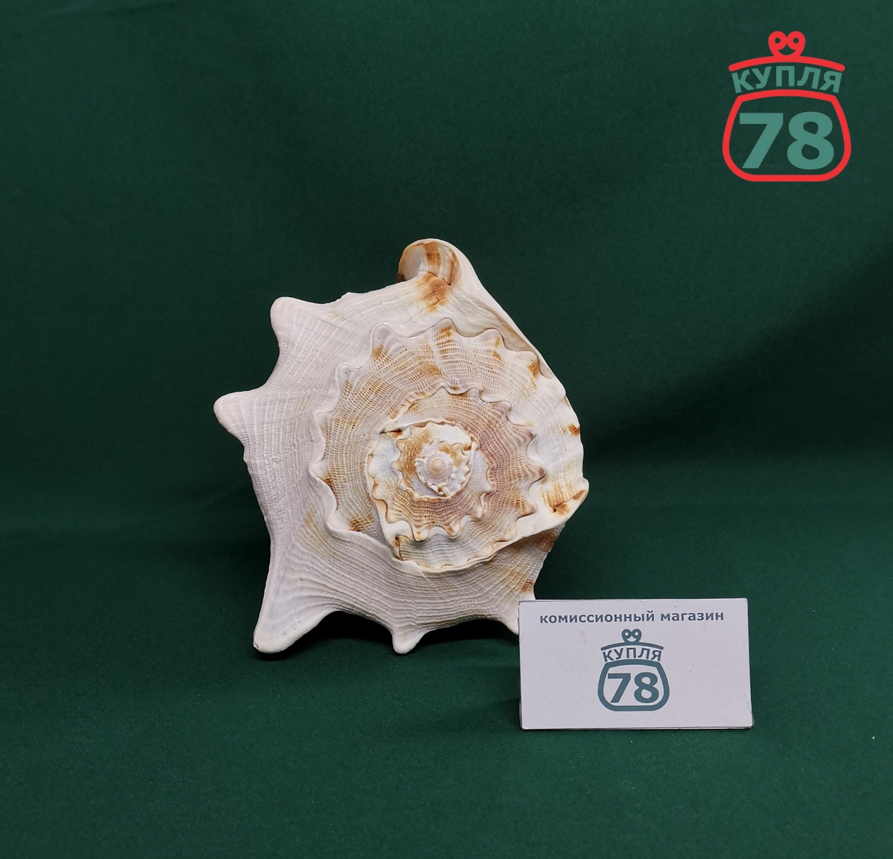 Ракушка раковина морская большая / 3357 — изображение 3