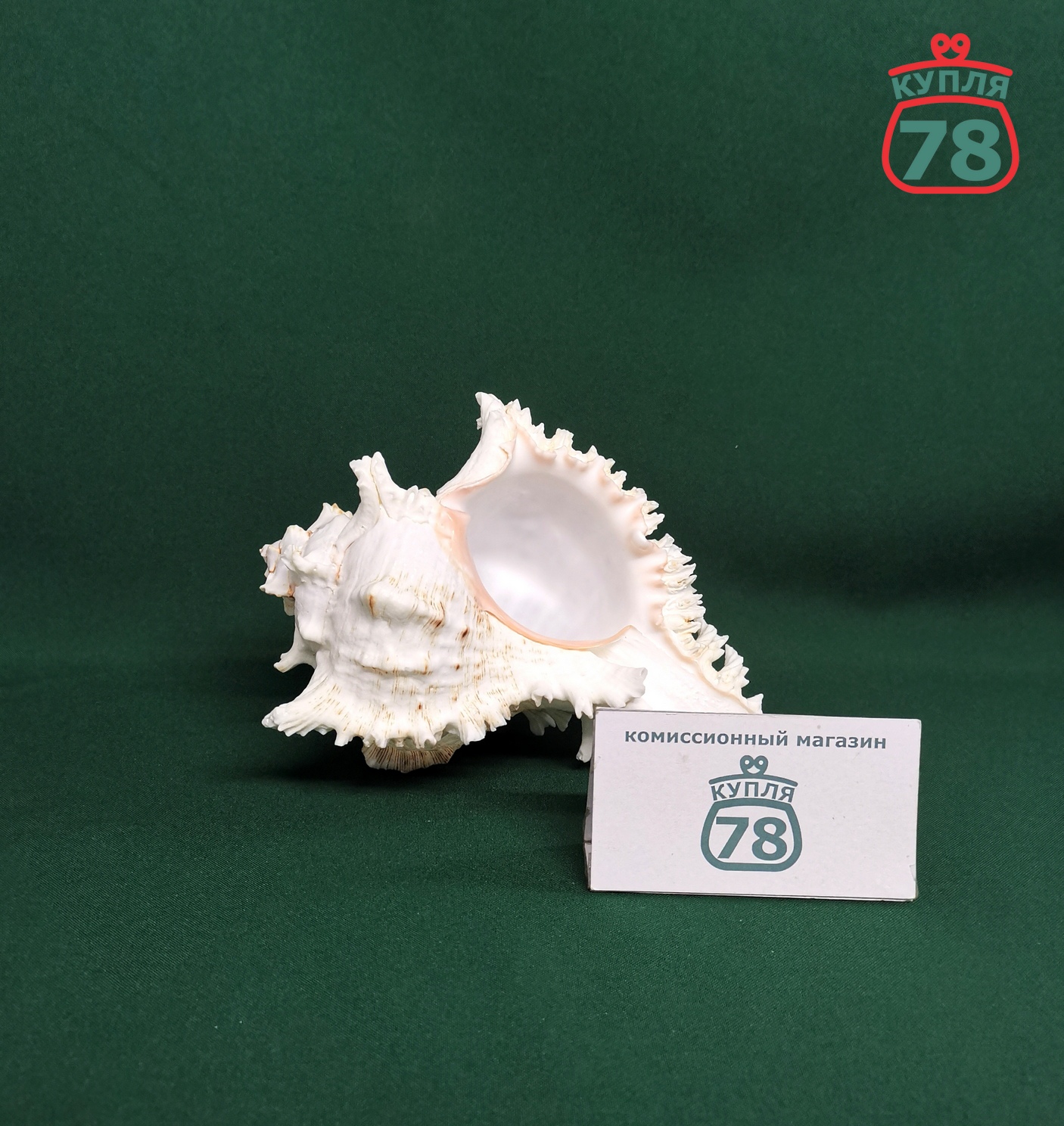 Ракушка раковина морская / 3358