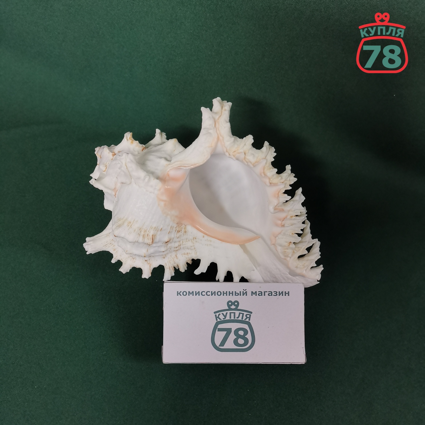 Ракушка раковина морская / 3358 — изображение 2