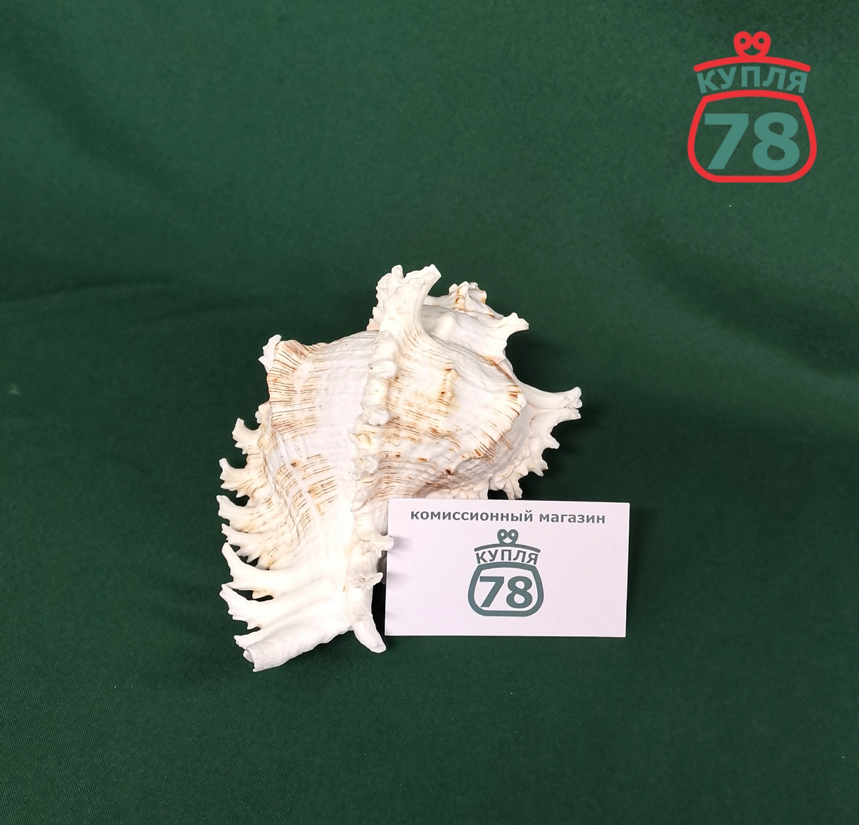 Ракушка раковина морская / 3358 — изображение 3