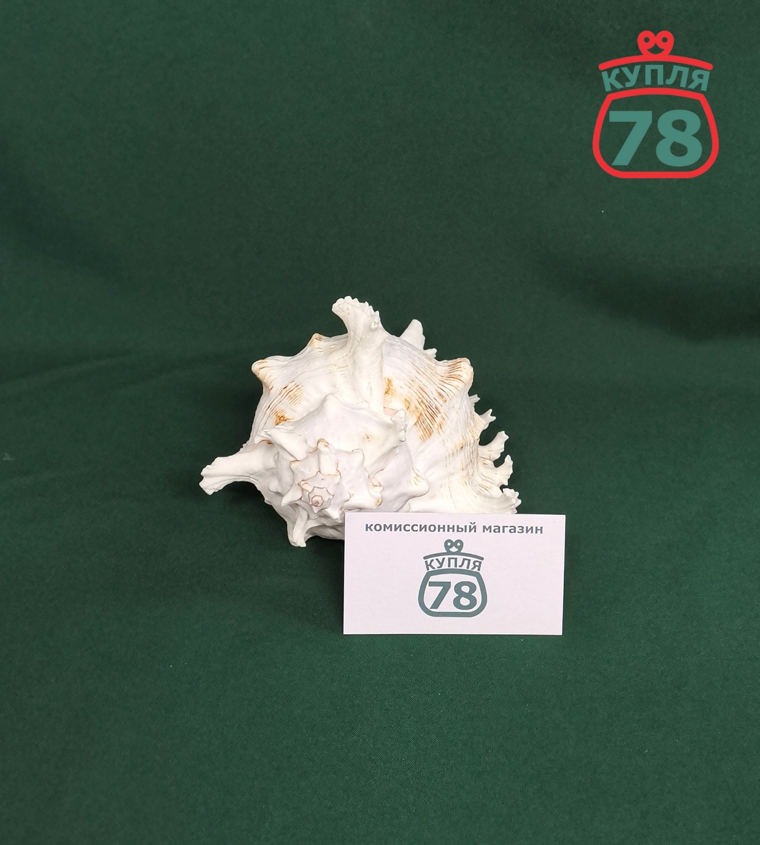 Ракушка раковина морская / 3358 — изображение 4