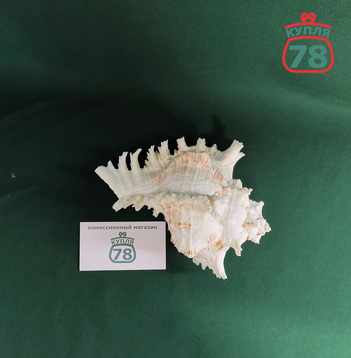Ракушка раковина морская / 3358 — изображение 5